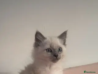 Ragdoll cats 1 male kitten ready to leave - Advert 2
