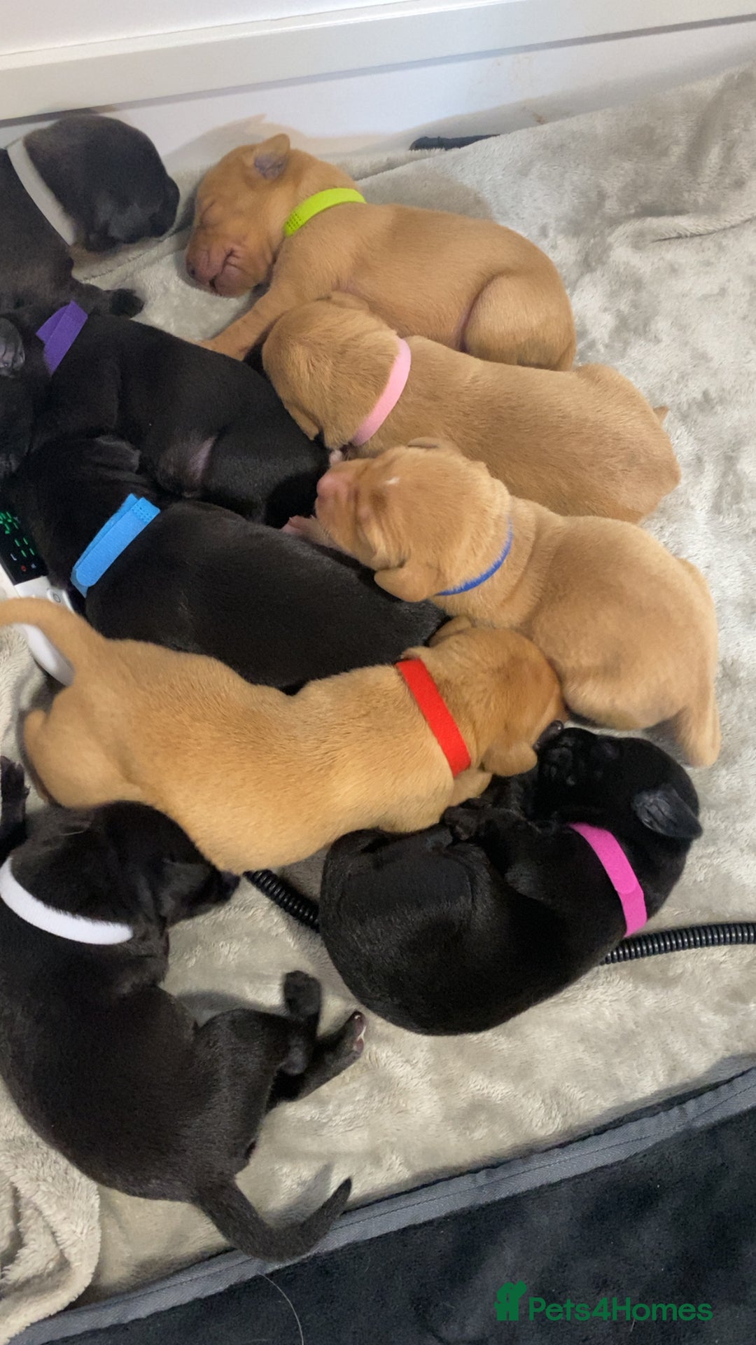 Labrador Retriever dogs for sale: Gorgeous Labrador Puppies   - Image 9