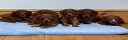 Cockapoo dogs for sale: 🐾 6 lovely Red F1 Cockapoo puppies 🐾 - Advert 5