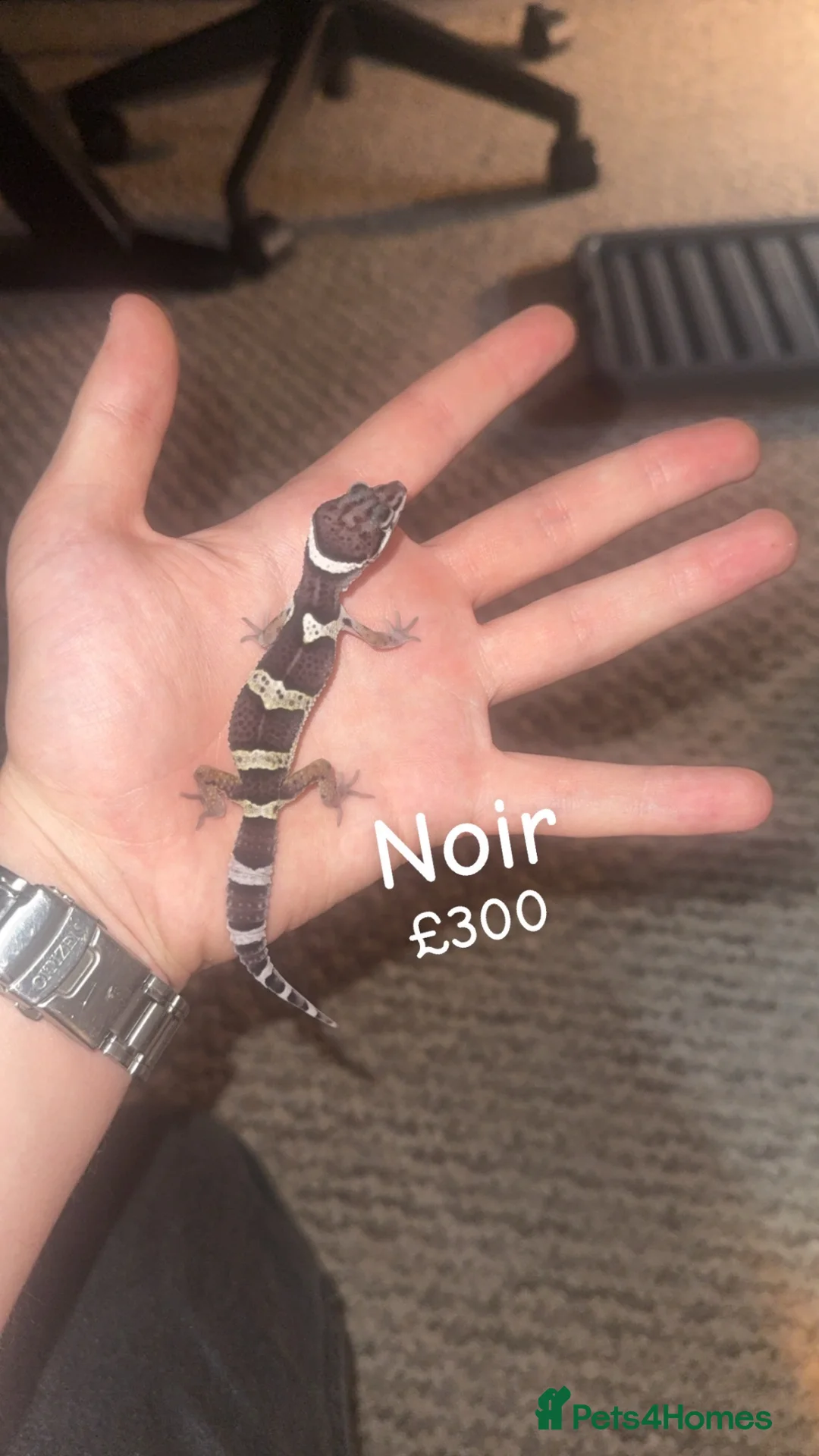 Leopard Gecko reptiles for sale: Black night x Super snow babies🔥🔥🔥 - Advert 2