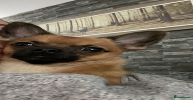 Chihuahua dogs - Advert 8