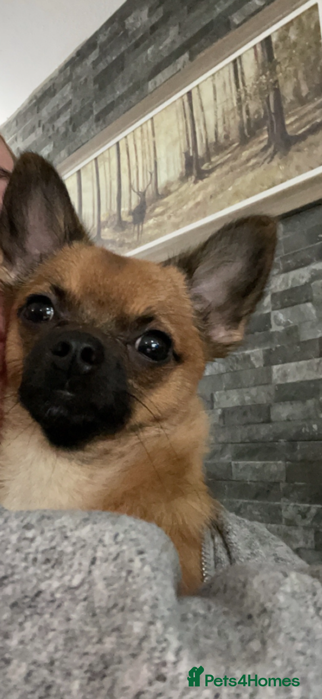 Chihuahua dogs for sale: Chihuahua Male - Image 3