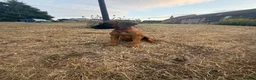 Rhodesian Ridgeback dogs for sale: One beautiful gentle kc little girl - Advert 6