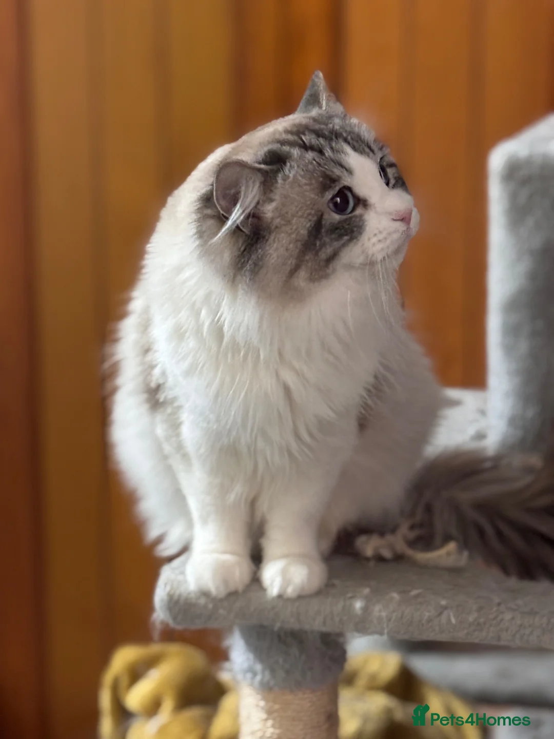 Ragdoll cats for sale: Dual registered queen - Advert 5