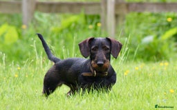 Dachshund dogs for sale: Wire haired Teckel puppies  - Advert 16