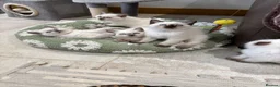 British Shorthair cats for sale: British shorthair colourpoint kittens - Advert 3