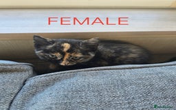 Mixed Breed cats for sale: 2 boys 2 girls kittens available 9 weeks - Image 3