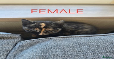 Mixed Breed cats - Advert 2