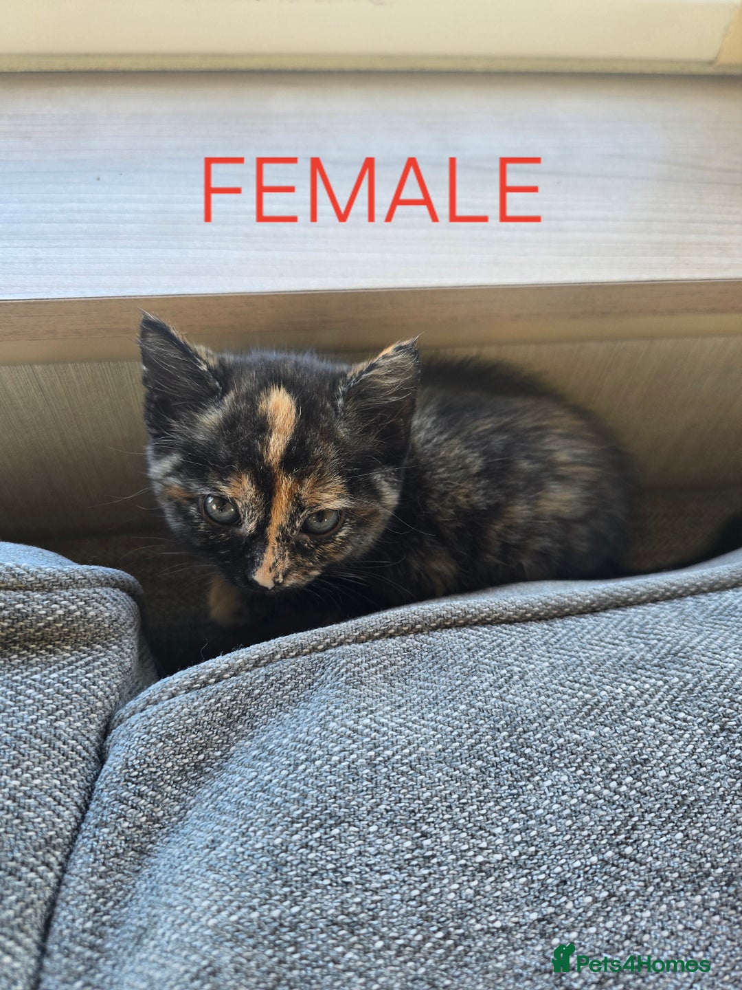 Mixed Breed cats for sale: 2 boys 2 girls kittens available 9 weeks - Image 3