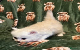 Persian cats for sale: 🌟 Trio of Precious, Purebred Persian Kittens 🌟 - Image 14