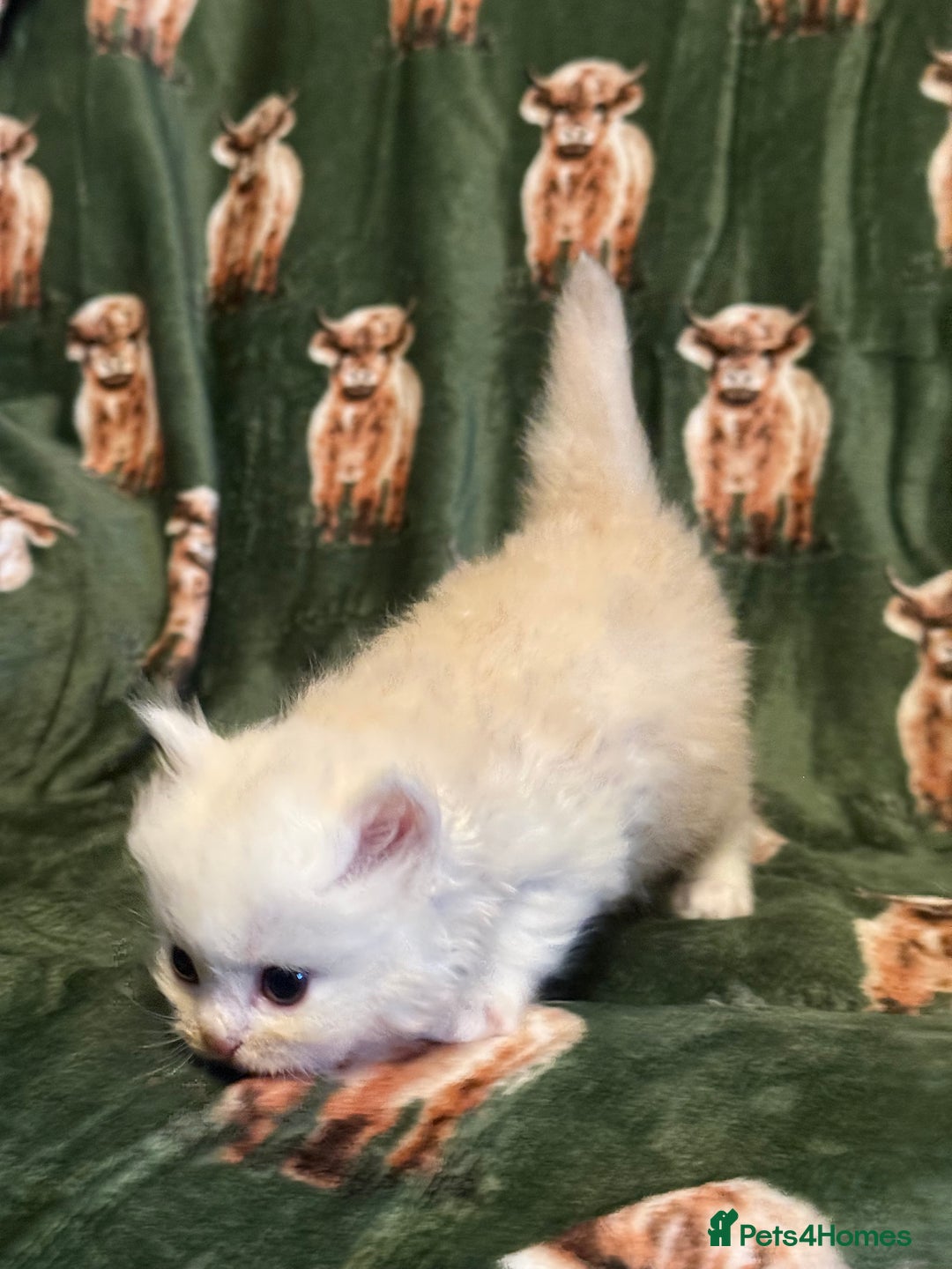 Persian cats for sale: 🌟 Trio of Precious, Purebred Persian Kittens 🌟 - Image 14