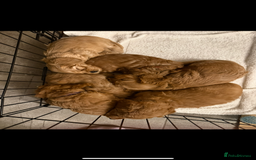 Cavapoo dogs for sale: 6 Beautiful Toy Cavapoo Girls  - Image 5
