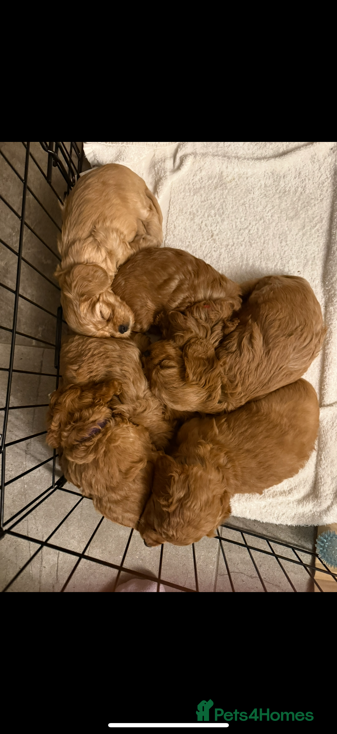 Cavapoo dogs for sale: 6 Beautiful Toy Cavapoo Girls  - Image 5