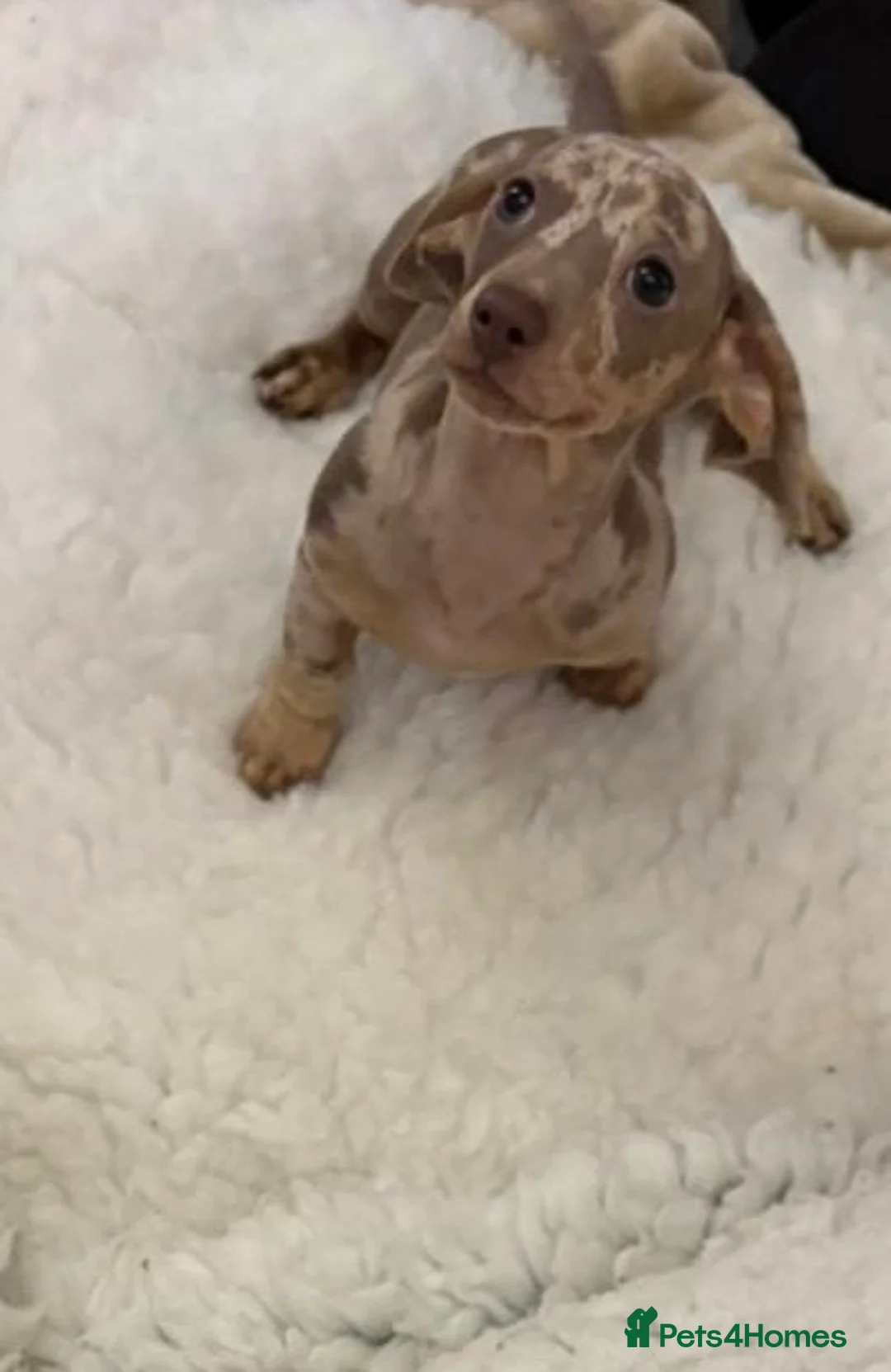 Miniature Dachshund dogs for sale: Very small but cute mini dachshund  - Advert 1
