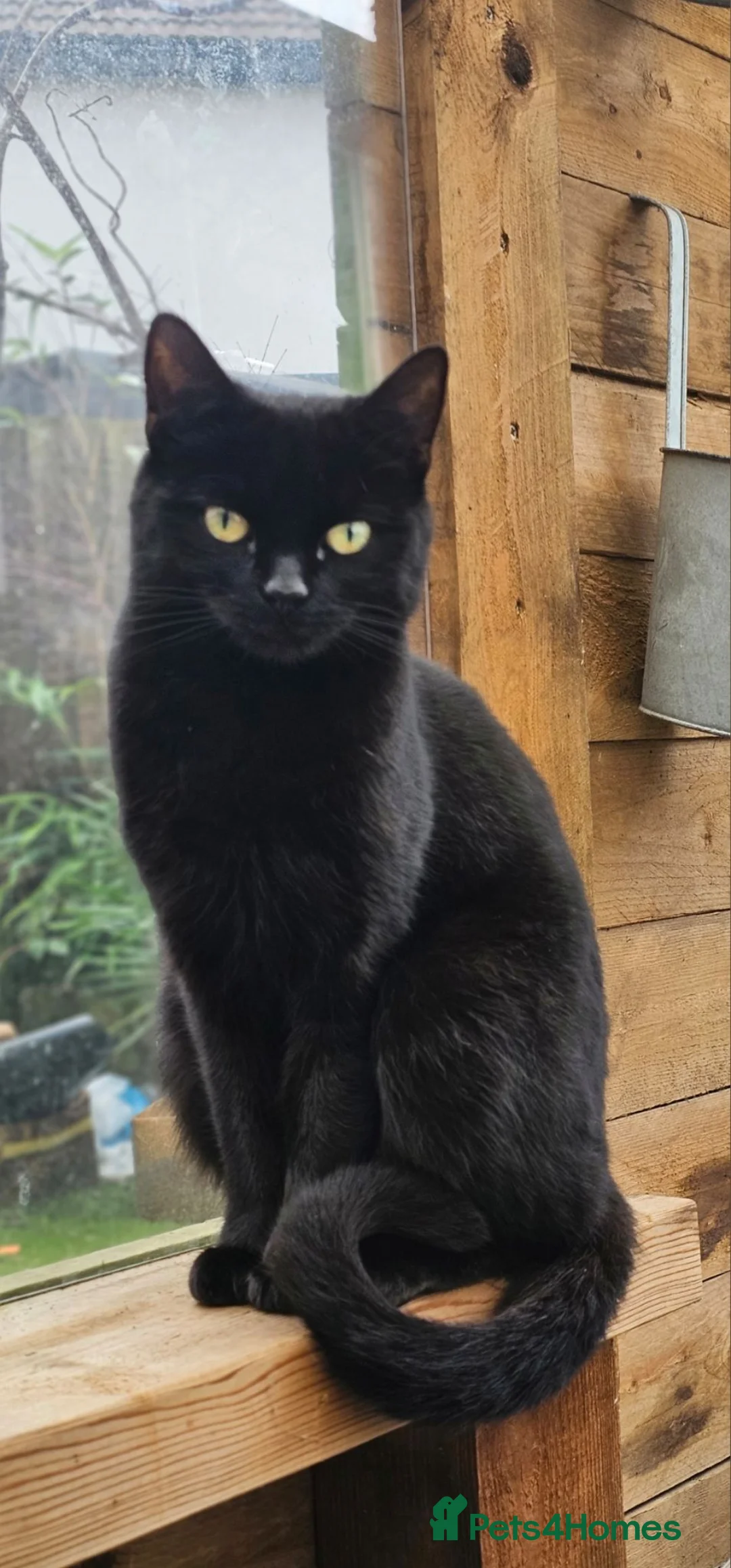 Mixed Breed cats for sale: Stunning Bombay Cross Kittens – Trained & Playful - Advert 2
