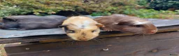 Guinea Pig rodents for sale: Beautiful baby Guinea Pigs  - Advert 4
