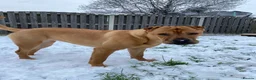 Mixed Breed dogs for sale: 4 year old shar pei cross name - Lola - Advert 10