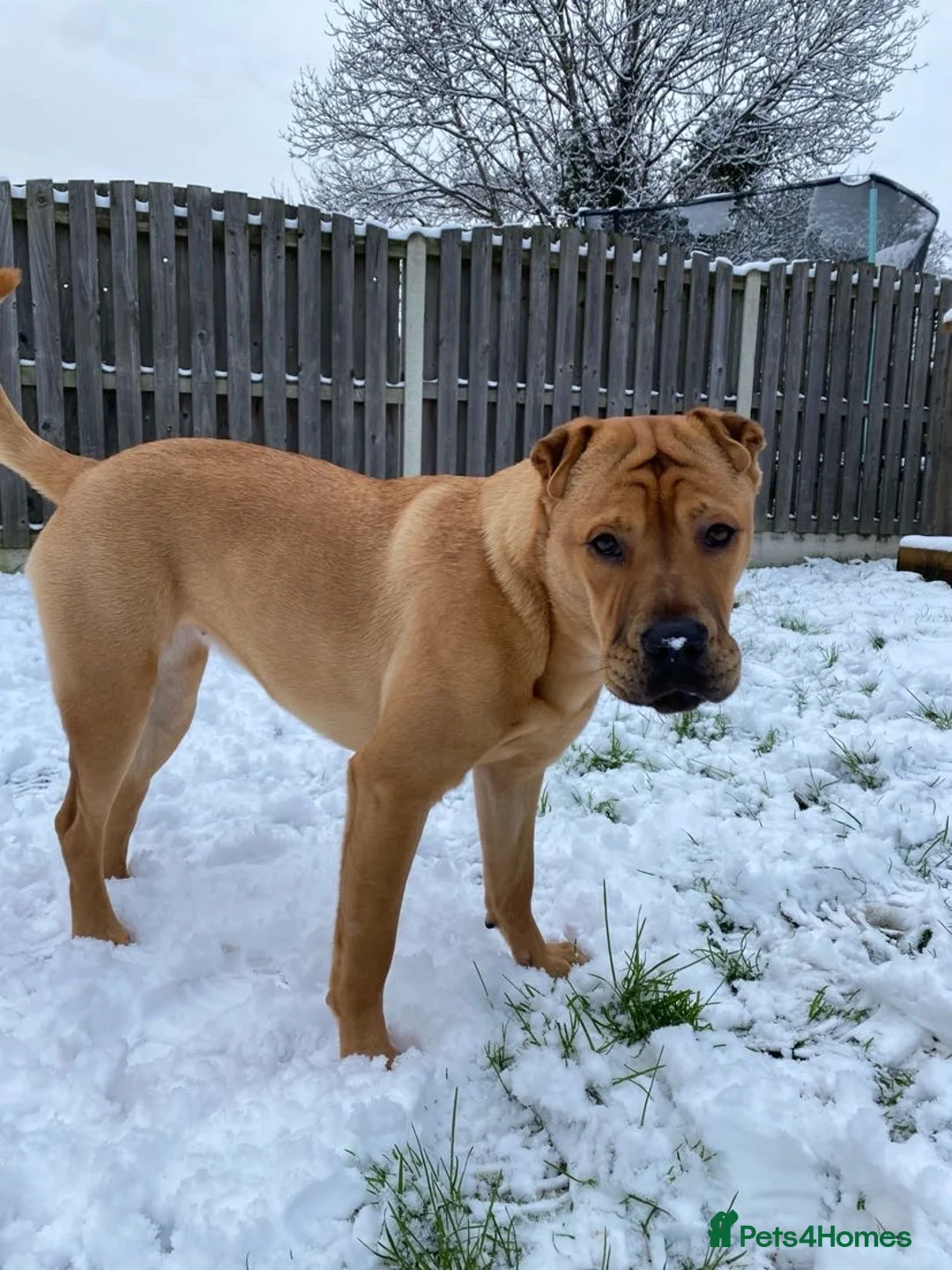 Mixed Breed dogs for sale: 4 year old shar pei cross name - Lola - Advert 10
