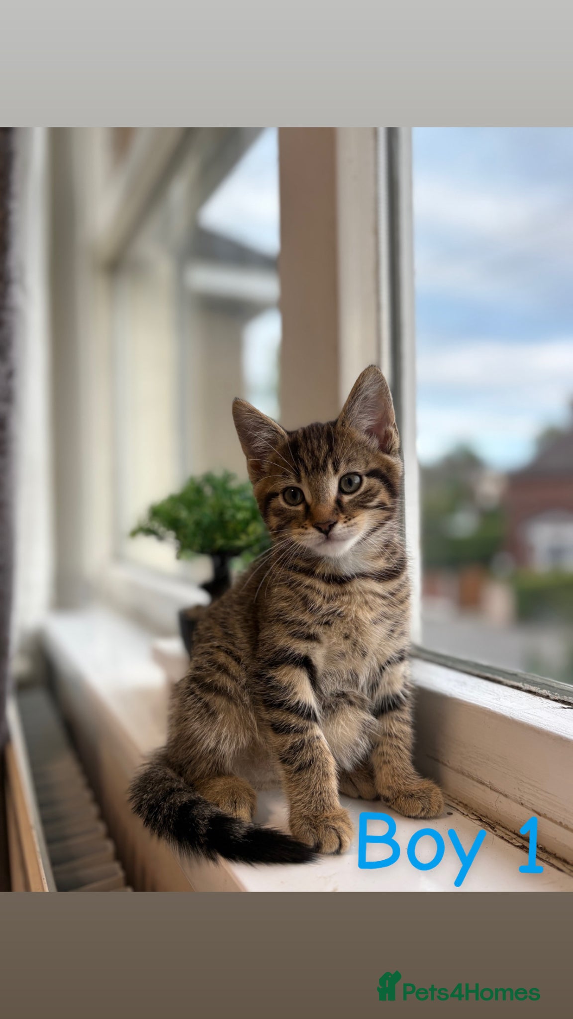 Russian Blue cats Adorable Male kittens for sale 🐾 - Advert 1