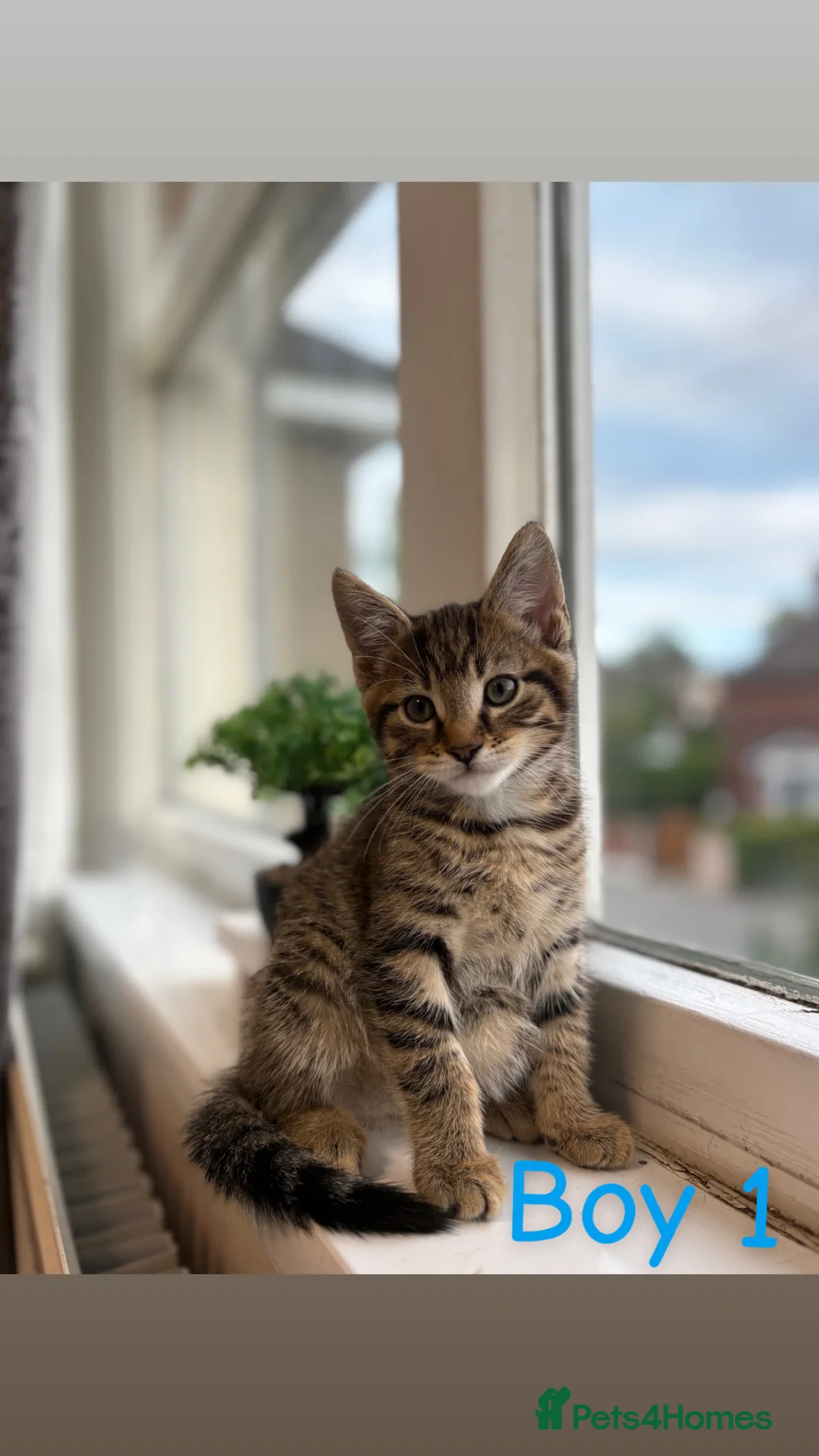 Russian Blue cats for sale: Adorable Male kittens for sale 🐾 - Advert 1