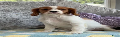 Cavalier King Charles Spaniel Puppy 3