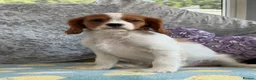 Cavalier King Charles Spaniel dogs for sale: Exquisite Cavalier Pups DNA Clear - Advert 7