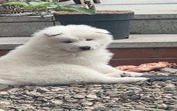 Samoyed dogs for sale: Puppy for sale  - Image 4
