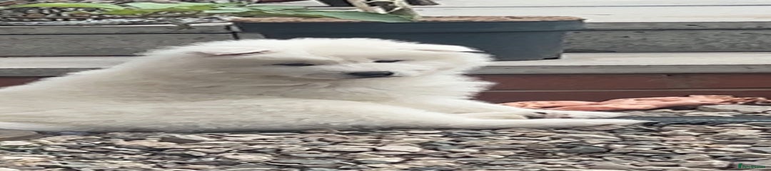 Samoyed Puppy 1