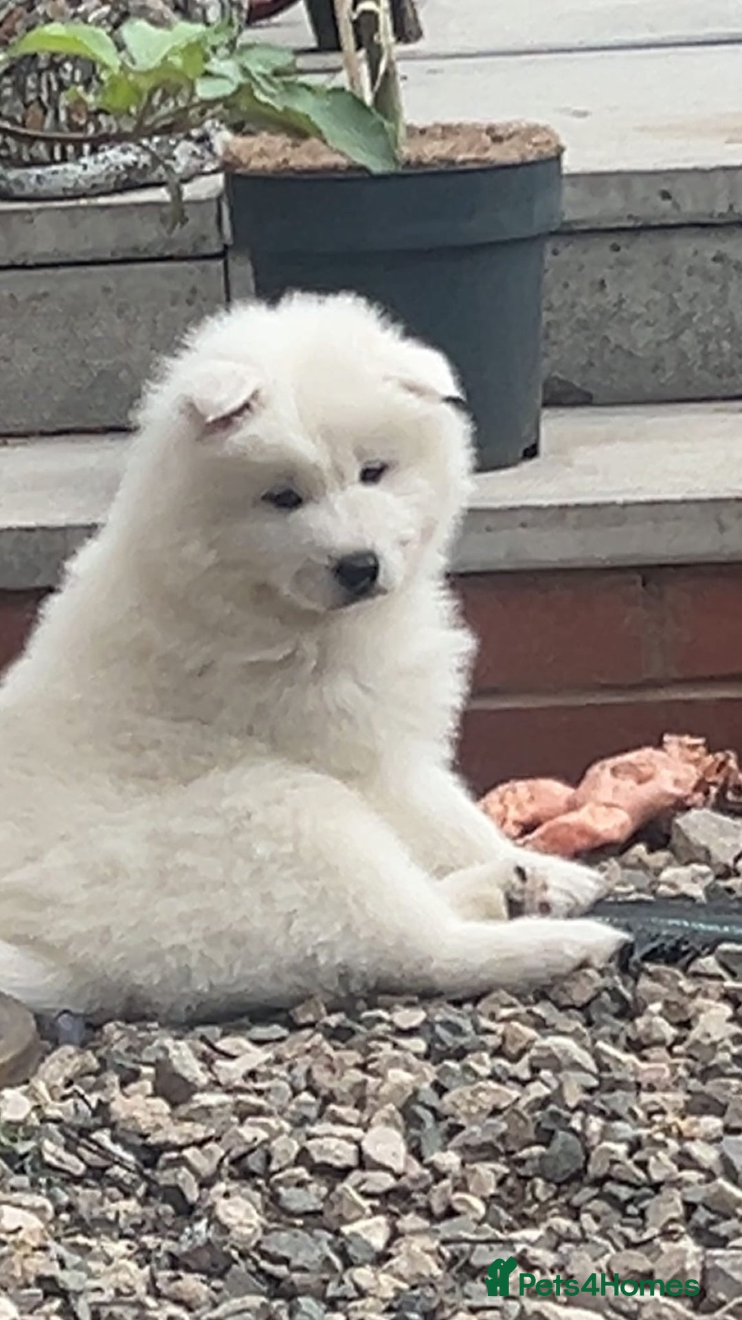 Samoyed dogs for sale: Puppy for sale  - Image 4