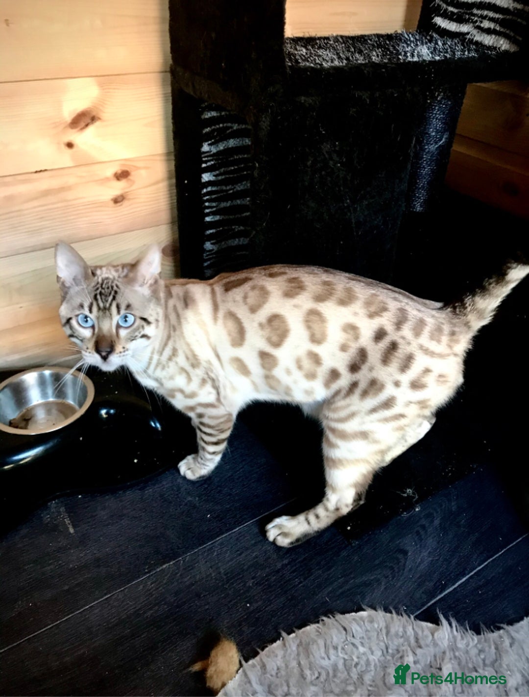 Bengal cats for sale: 5 bengal x tiger cubs for sale ragdoll x stunning - Image 6