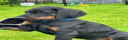 Dobermann dogs for sale: CHESHIRE WORLD CLASS DOBERMAN PUPPY - Advert 4