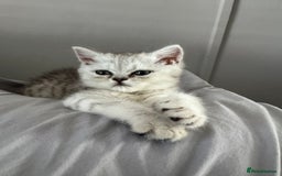 British Shorthair cats for sale: British Shorthair X Persian Kitten  - Image 5