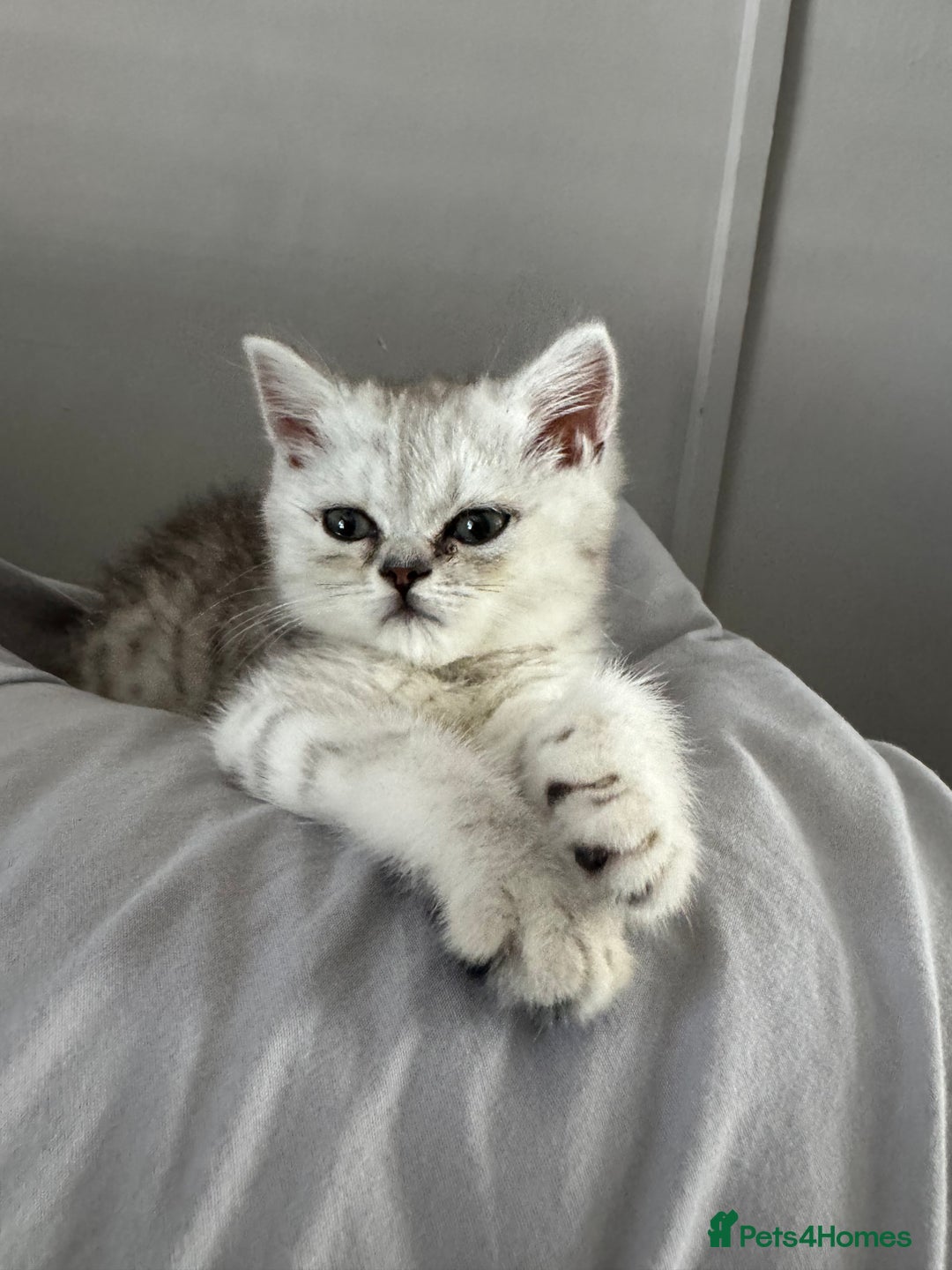 British Shorthair cats for sale: British Shorthair X Persian Kitten  - Image 5