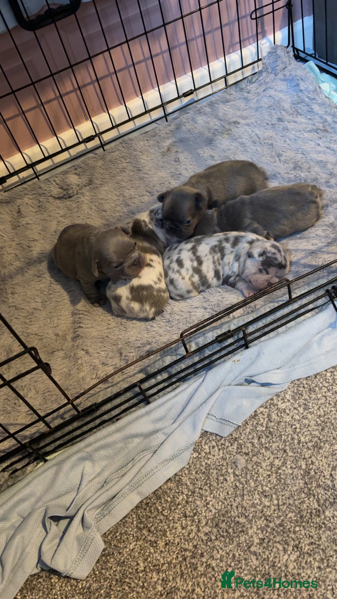 French Bulldog dogs for sale: French bulldog puppies  - Image 8