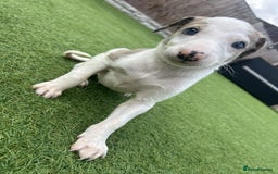 Lurcher dogs for sale: ‼️ collie greyhound puppies ‼️ - Image 7