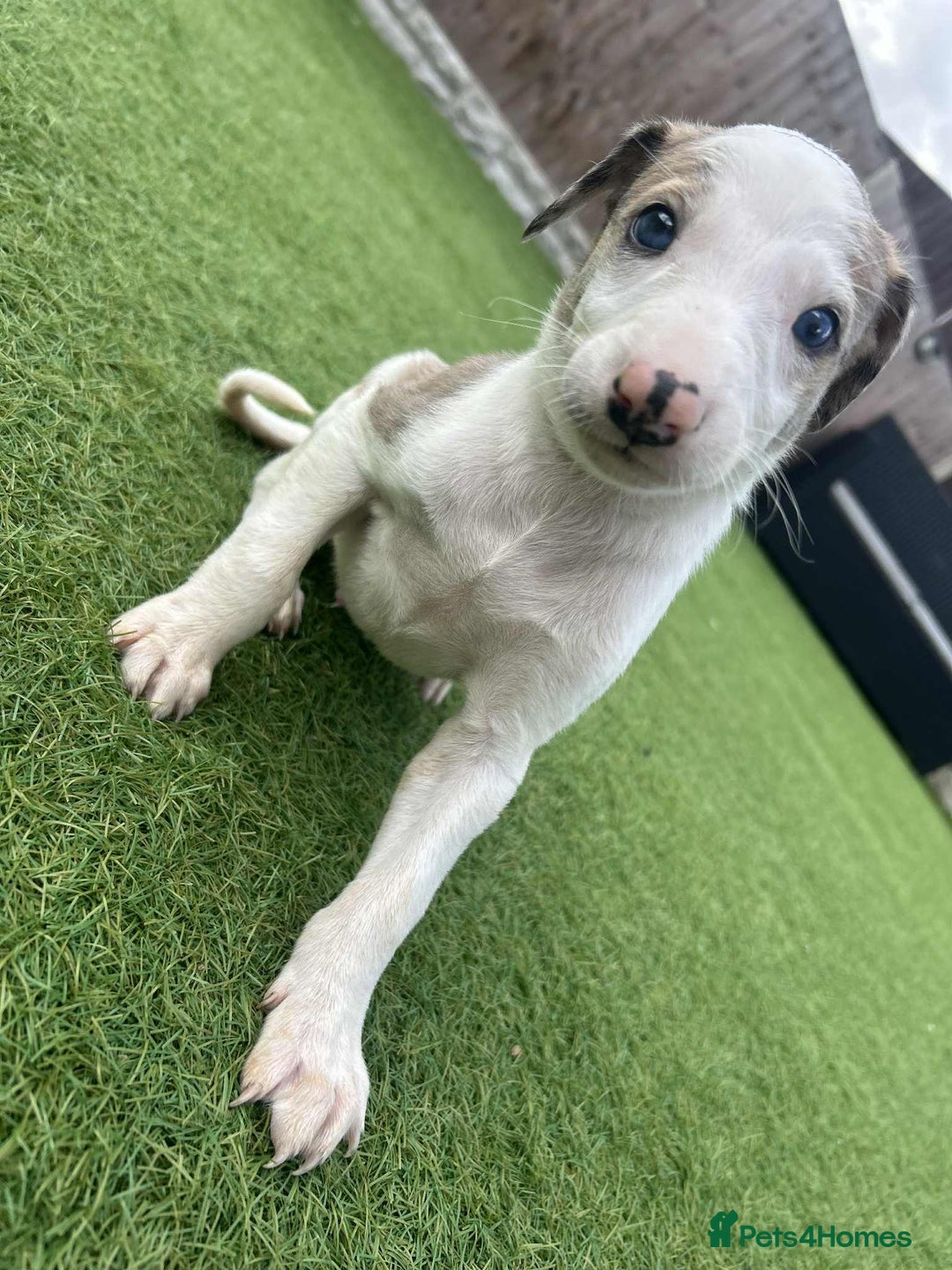 Lurcher dogs for sale: ‼️ collie greyhound puppies ‼️ - Image 7