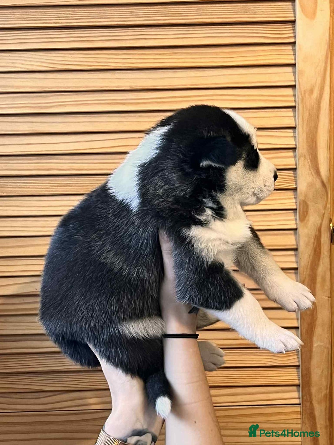 Siberian Husky dogs for sale: Siberian husky puppies x 5 - Advert 24