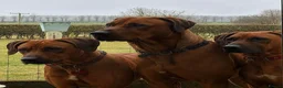 Rhodesian Ridgeback dogs for sale: KC RHODESIAN RIDGEBACK PUPPIES FOR SALE  in Carlisle - Advert 10