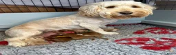 Cockapoo dogs for stud: Stunning Fully Health Tested F2b Cockapoo Proven ! - Advert 11