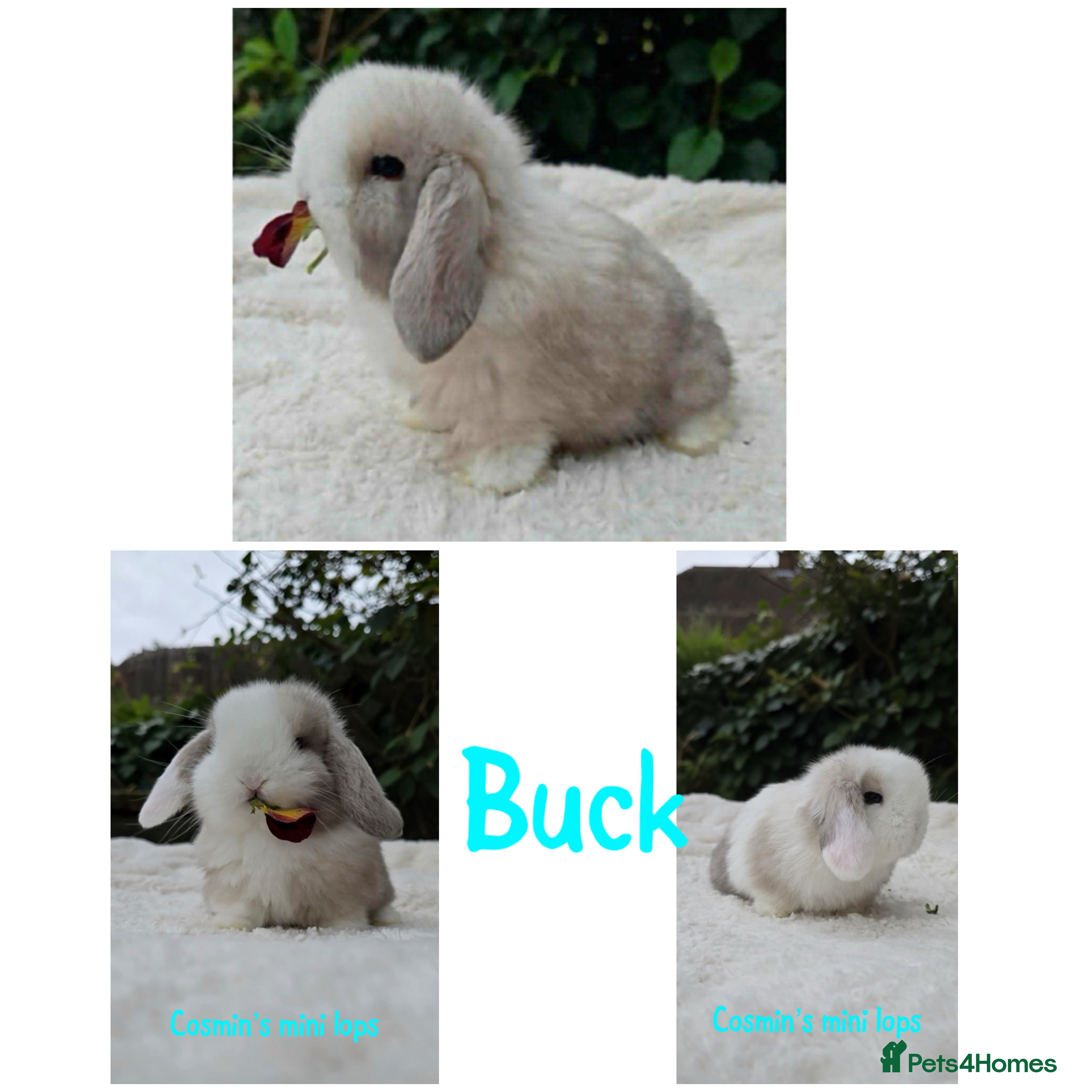 Mini Lop rabbits Pure breed mini lops  - Advert 12