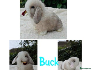 Mini Lop rabbits Pure breed mini lops - Advert 4