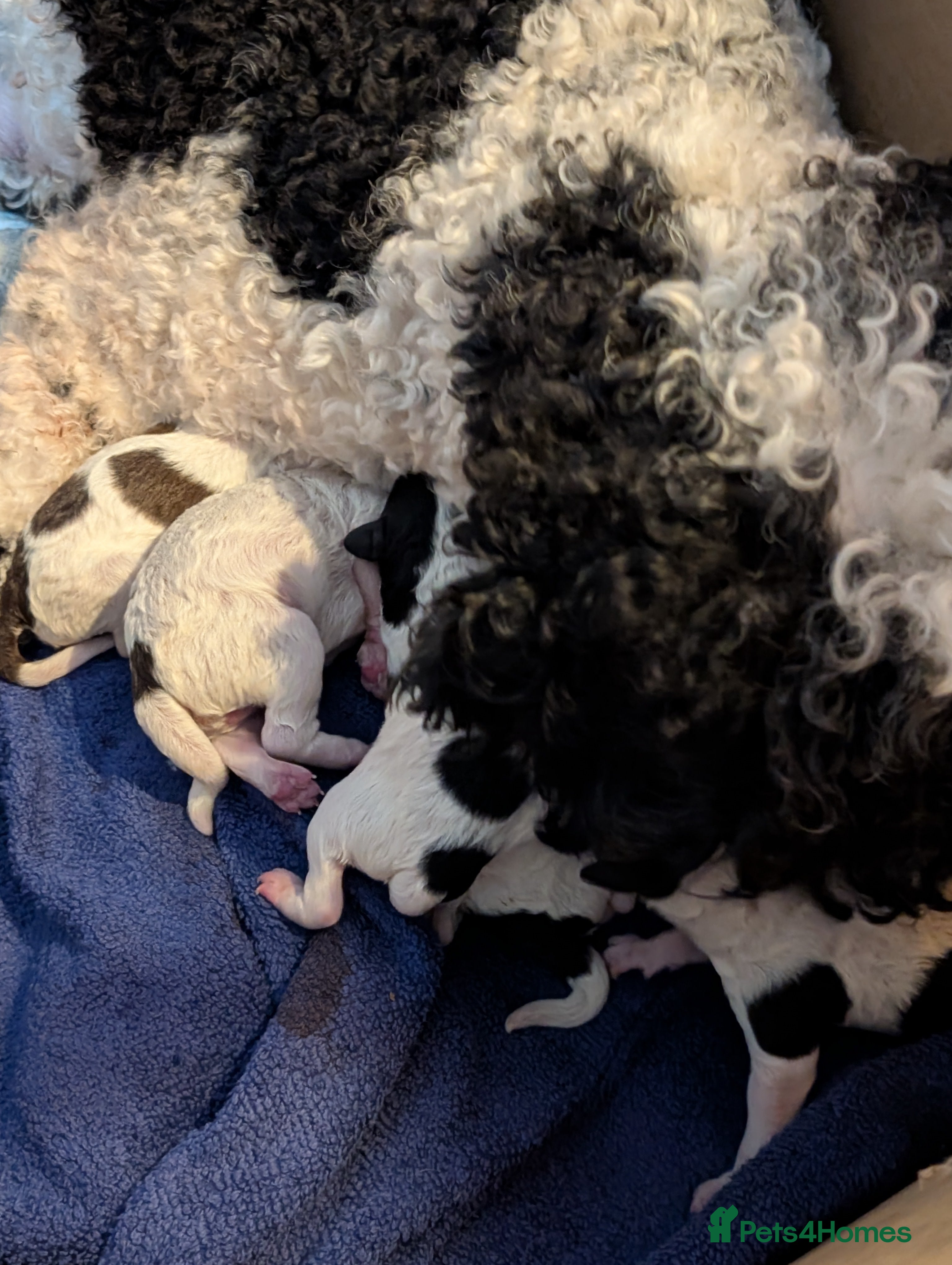 Miniature Poodle dogs Miniature partr poodles! - Advert 16