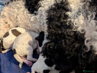 Miniature Poodle dogs Miniature partr poodles! - Advert 16