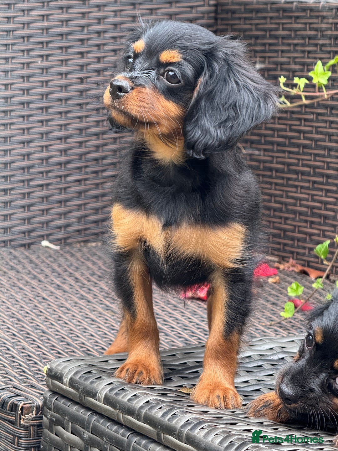 Cavapoo dogs for sale: Cavapoo rare black &tan health tested  - Image 2