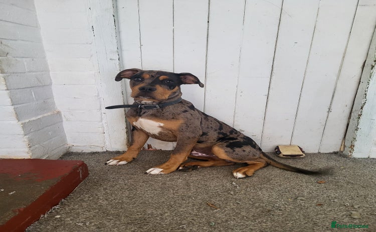 Mixed Breed dogs - Advert 1