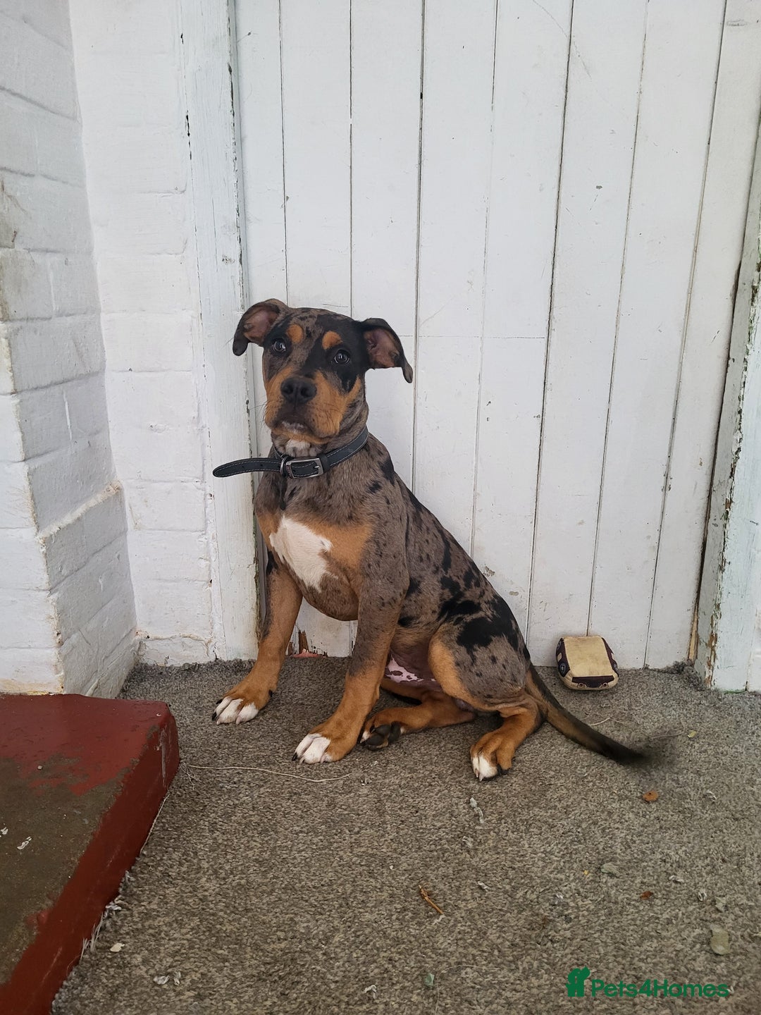 Mixed Breed dogs for sale: 5 month old mastiff cross staff - Image 1