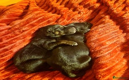 Mixed Breed dogs for sale: Rare black golden cocker puppies - Image 21