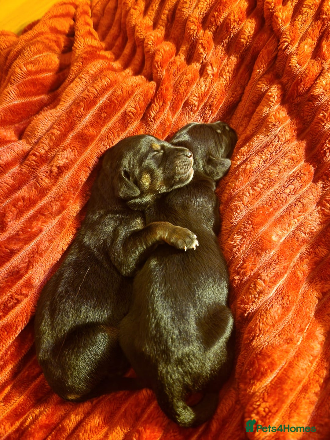 Mixed Breed dogs for sale: Rare black golden cocker puppies - Image 21