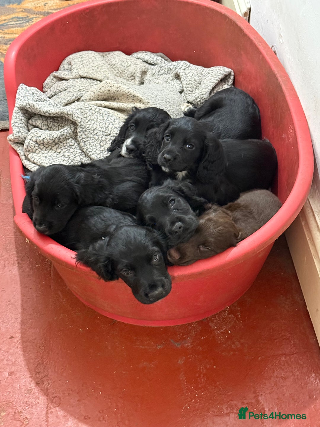 Cocker Spaniel dogs for sale: Working Cocker Spaniels - Advert 10