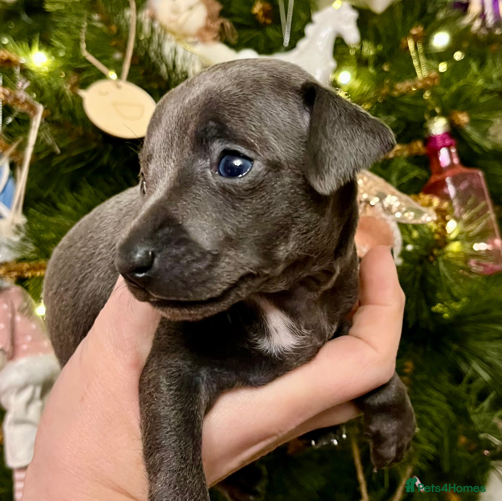 Italian Greyhound dogs KC Reg Italian Greyhound blue girl - Advert 2